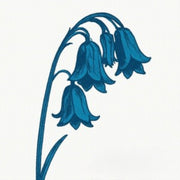 This Is The Bluebells Bluebell Blue Viny