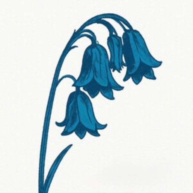 This Is The Bluebells Bluebell Blue Viny