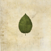 Cold Still (green Vinyl)