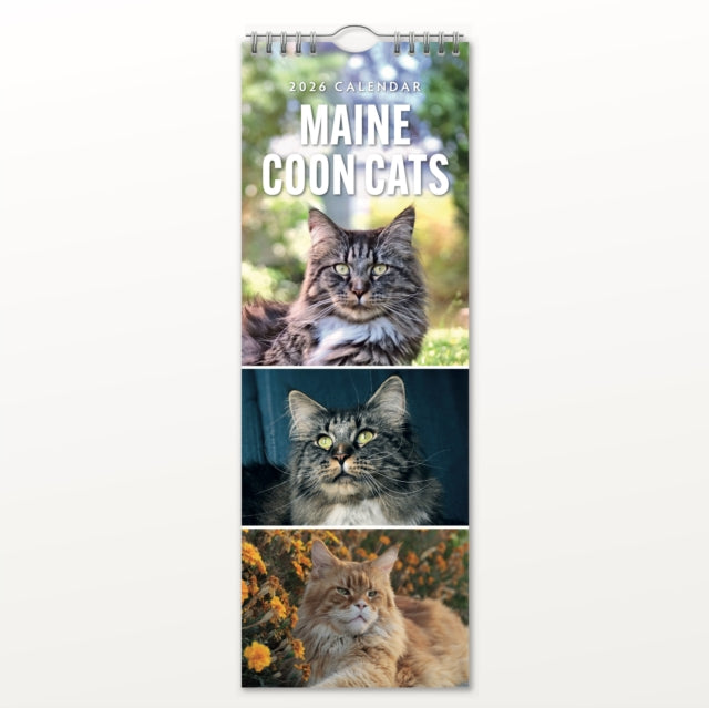 Maine Coon Cats 2026 Slimline Calendar