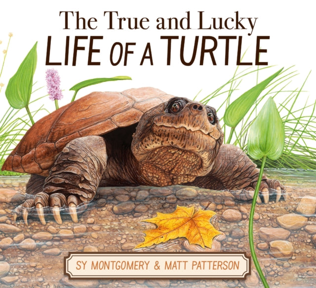 True Lucky Life Of A Turtle Hb