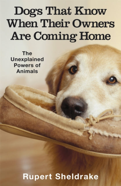 Dogs That Know When Their Owners/coming