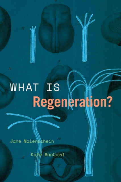 What Is Regeneration
