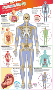 Human Body Poster By Dk