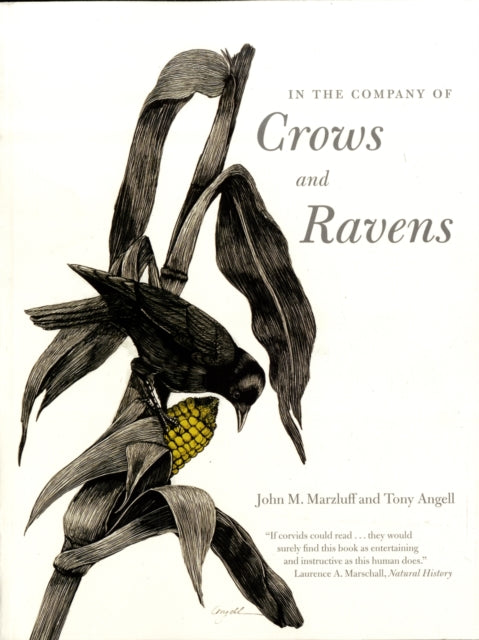 In The Company Of Crows And Ravens By Marzluff, John M.