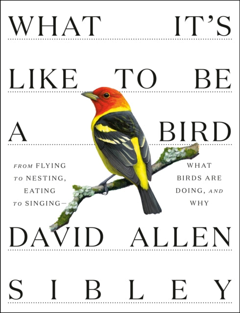What Its Like To Be A Bird