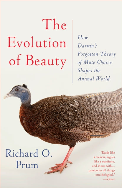 Evolution Of Beauty