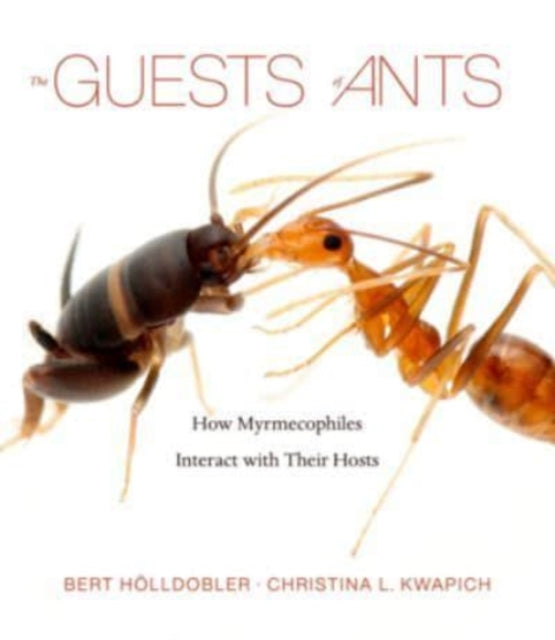 Guests Of Ants How Myrmecop