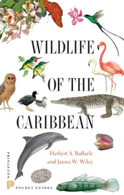 Wildlife Of The Caribbean By Raffaele, Herbert A.