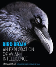 Bird Brain An Exploration Of Avian Intel