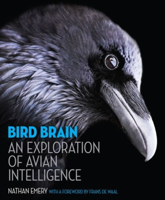 Bird Brain An Exploration Of Avian Intel