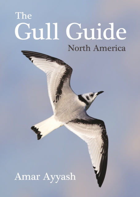 Gull Guide: North America