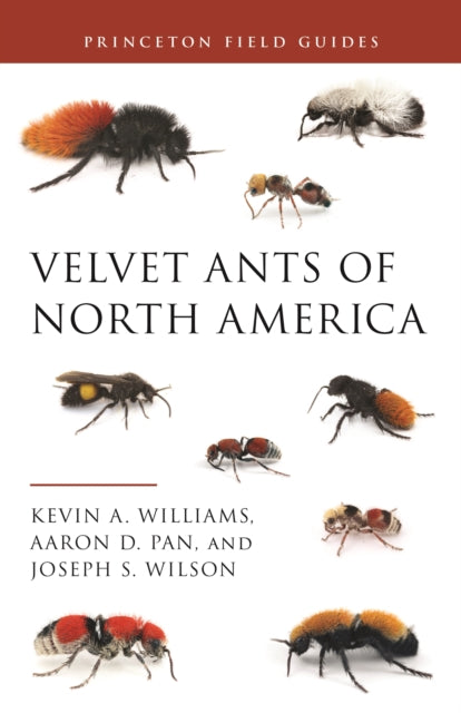 Velvet Ants Of North America By Williams, Kevin