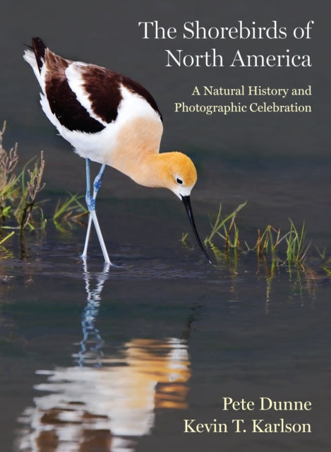 Shorebirds Of North America
