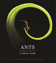 Ants A Visual Guide