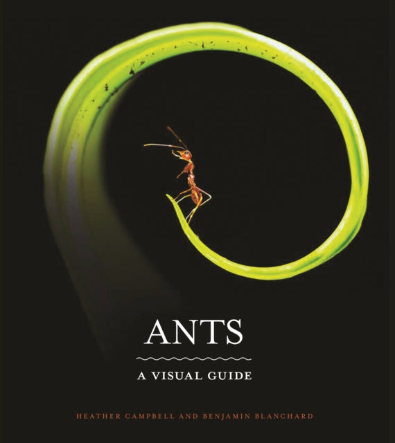 Ants A Visual Guide