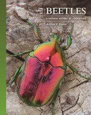 Lives Of Beetles