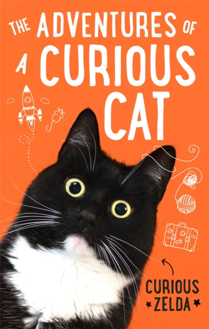 Adventures Of A Curious Cat