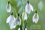 Snowdrop 20 Notecards & Envelopes By Peony Press