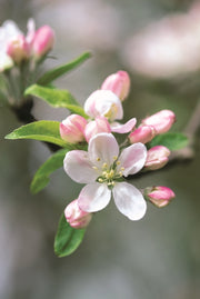 Memo Block Apple Blossom