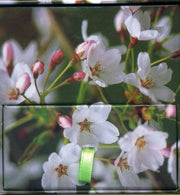 Memo Block Cherry Blossom