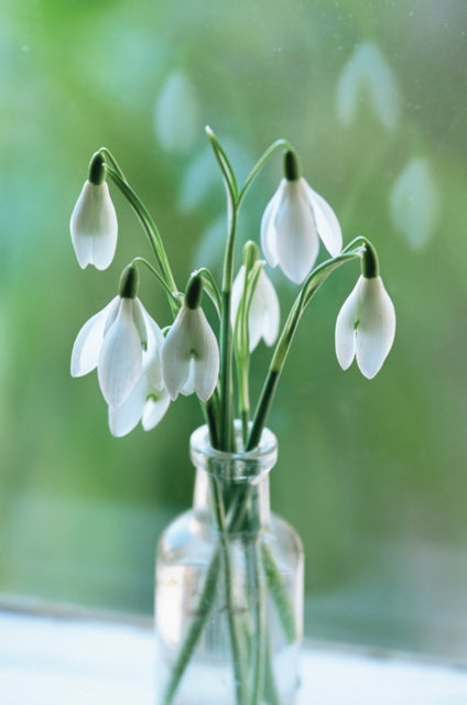 Memo Block Snowdrop