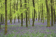 Memo Noteblock Bluebells