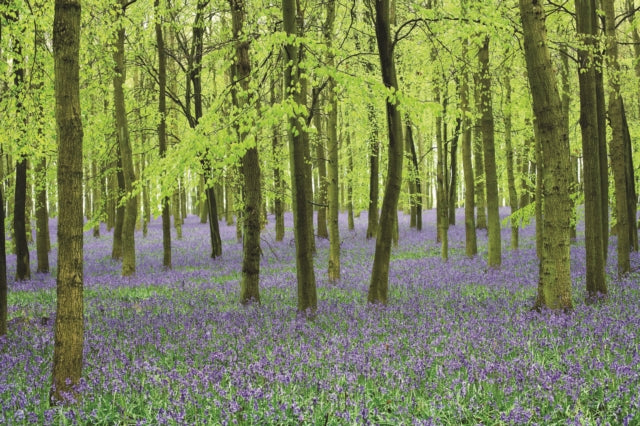 Memo Noteblock Bluebells