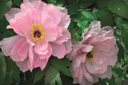Memo Block Peony