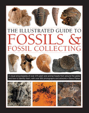 Fossils Fossil Collecting The Illustrate