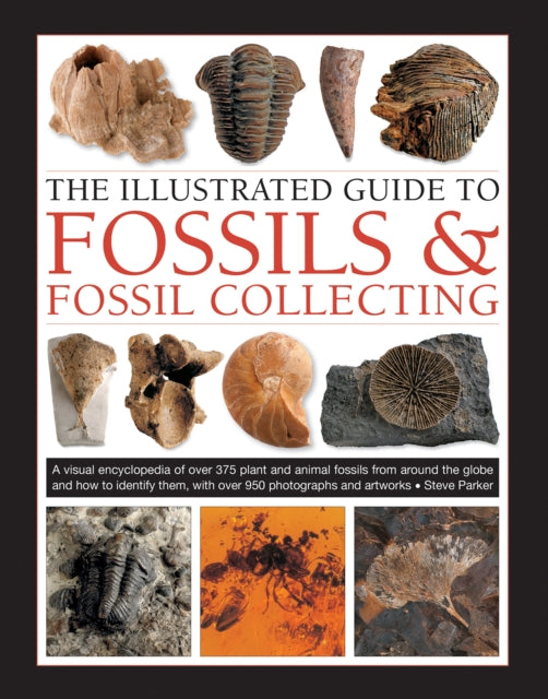 Fossils Fossil Collecting The Illustrate