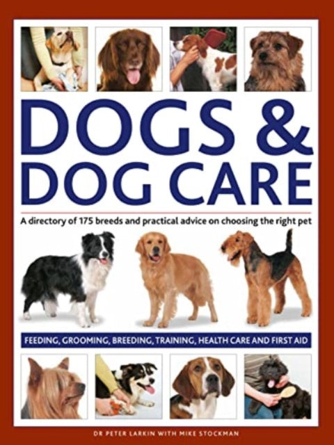 Dogs Dog Care