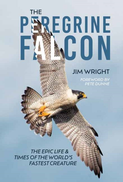 Peregrine Falcon By Wright, Jim