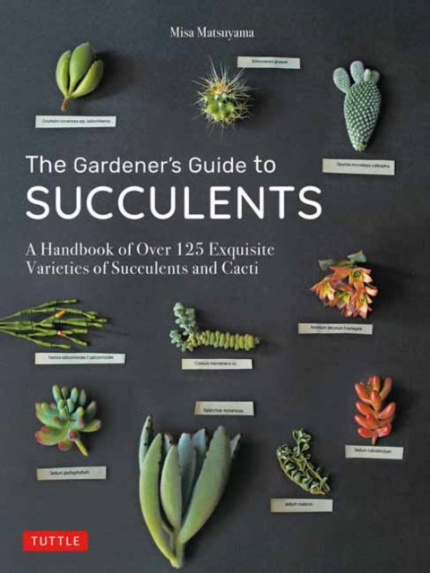 Gardeners Guide To Succulents