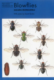 Blowflies V23