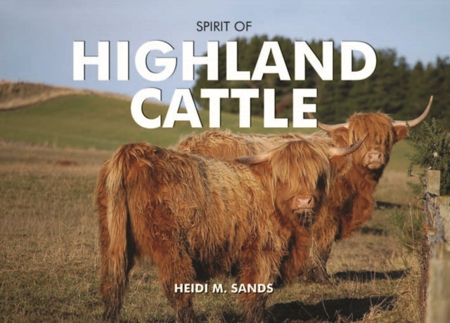 Spirit Of Highland Cattle By Sands, H