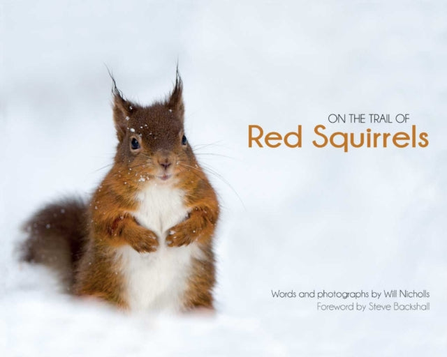 On The Trail Of Red Squirrels