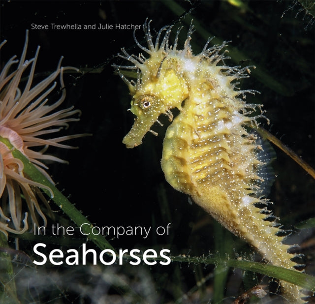 In The Company Of Seahorses By Trewhella, Steve