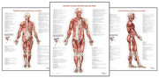 Trail Guide To The Bodys Muscles Of The By Biel, Andrew