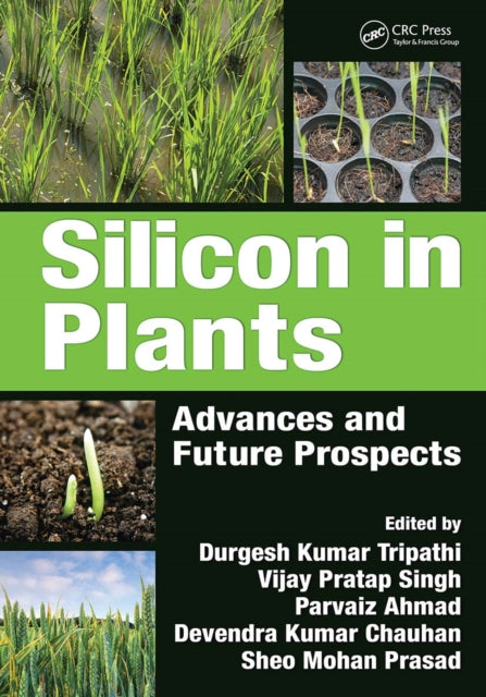 Silicon In Plants