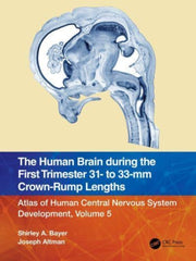 Human Brain During The First Trimester 3