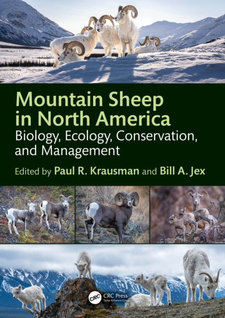 Mountain Sheep In North America
