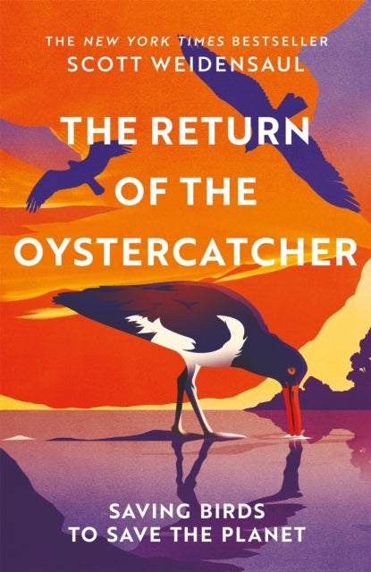 Return Of The Oystercatcher