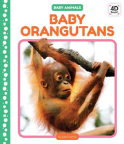 Baby Orangutans By Murray, Julie