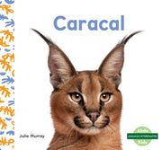 Caracal Caracals By Murray, Julie