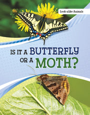 Is It A Butterfly Or A Moth