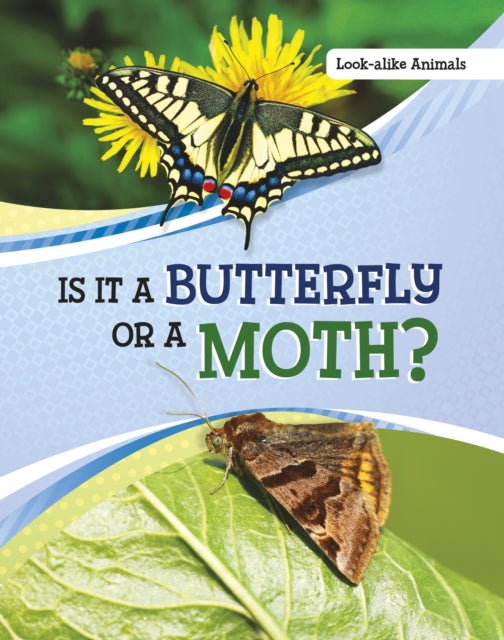Is It A Butterfly Or A Moth