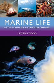 Marine Life/north Sea & English Channel By Wood, Lawson