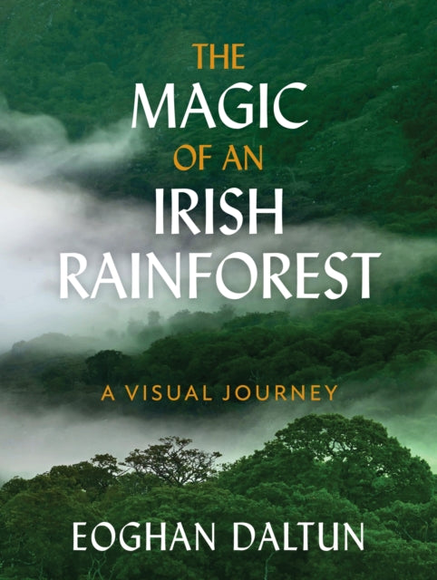 Magic Of An Irish Rainforest