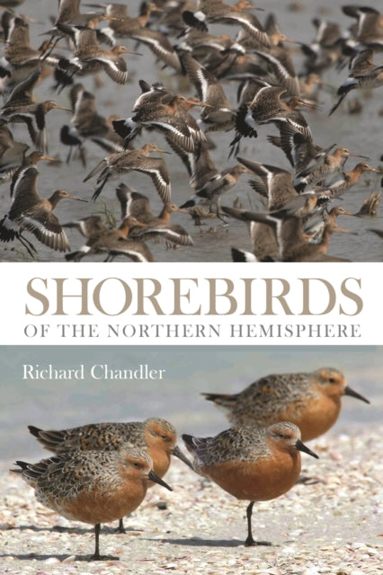 Shorebirds Of The Northern Hemisphere By Chandler Richard
